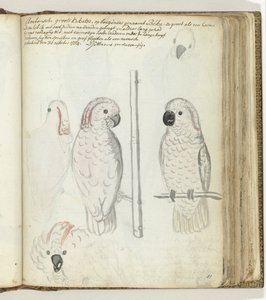 Cacatoès d