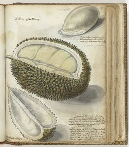 Durian - Jan Brandes