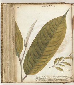 Feuille de durian - Jan Brandes