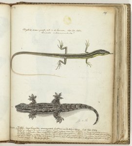 Lézard et tjitjak