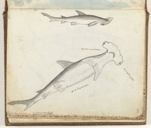 Requin marteau