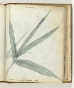 Feuille de bambou