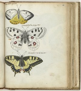 Papillon indien et papillons suédois