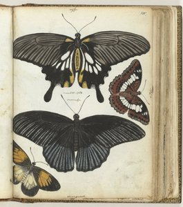 Papillons des Indes