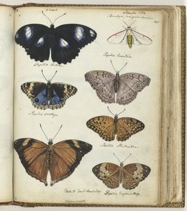 Papillons indiens