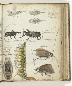 Insectes