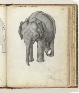 Jeune éléphant - Jan Brandes