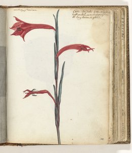 Fleur du Cap