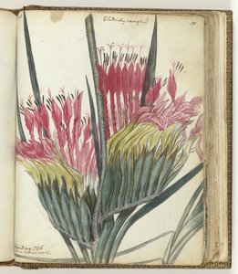 Fleur du Cap