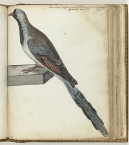 Pigeon du Cap - Jan Brandes
