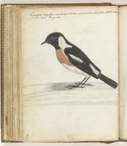 Oiseau du Cap