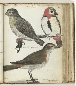 Oiseaux du Cap