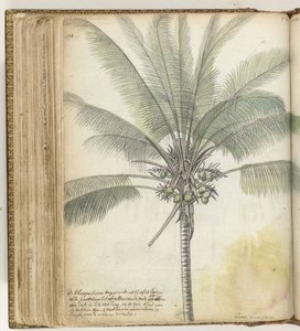 Cocotier - Jan Brandes