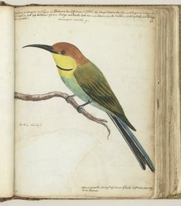 Petit oiseau sur une branche