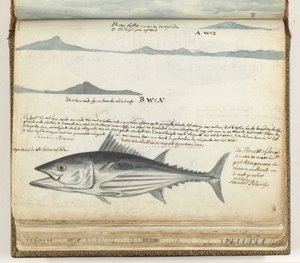 Profils côtiers des îles Canaries. Poisson.