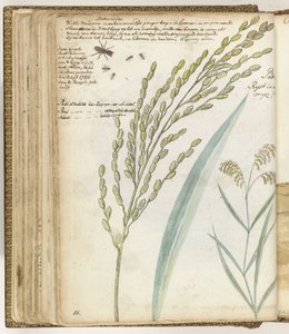 Fourmis et riz