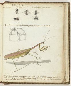 Abeilles et sauterelle des Indes orientales