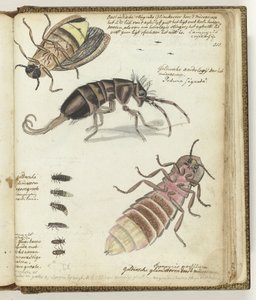 Vers luisants des Indes orientales et de Gelderland