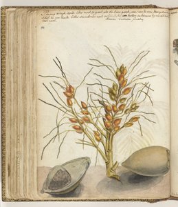 Fruits de pinang