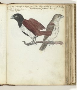 Petits oiseaux de riz