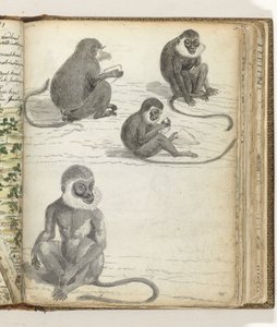 Singe Rolleway