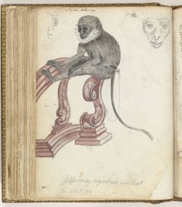 Singe Rolleway