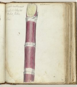 Canne à sucre rouge