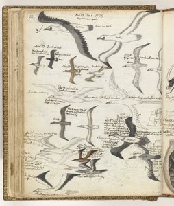 Oiseaux de mer - Jan Brandes