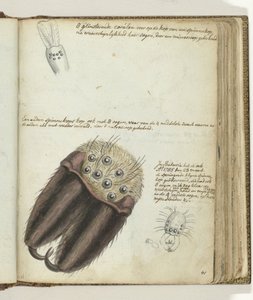 Araignées