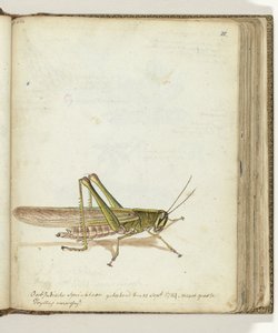 Sauterelle
