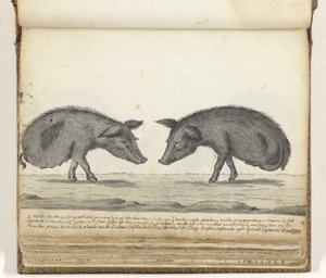 Cochons sans pattes arrière - Jan Brandes