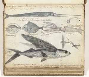 Poissons de mer - Jan Brandes
