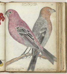 Oiseaux suédois - Jan Brandes