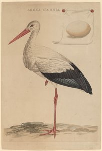 La Cigogne Blanche