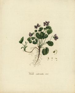 Violette odorante ou violette anglaise, Viola odorata