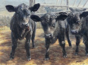 Des veaux noirs curieux - Jan Clizer