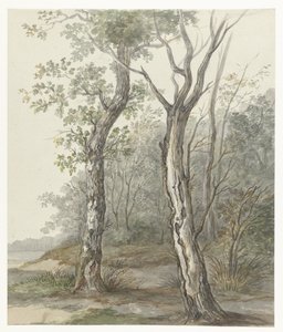 Paysage forestier - Jan Dasveldt