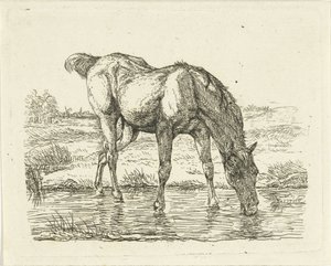 Cheval buvant