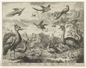 Différents oiseaux dans un paysage