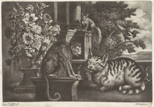 Singe, chat, écureuil et pie