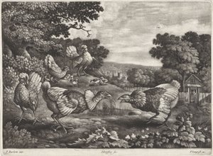 Poules combattantes