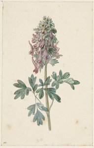 Corydalis bulbosa en fleurs - Jan Jacob Goteling Vinnis