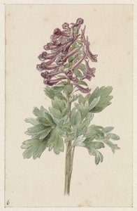 Corydale bulbeuse en fleur - Jan Jacob Goteling Vinnis