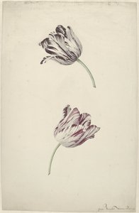 Deux tulipes rouges et blanches - Jan Jansz. van der Vinne