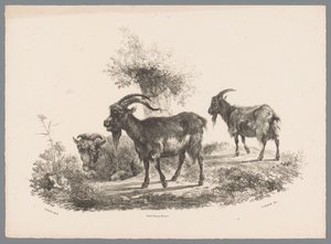 Deux chèvres et un mouton près d
