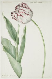 Tulipe Grand Roy de France