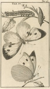 Chenilles, chrysalides et papillons IV - Jan Luyken