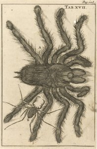 Araignées XVII - Jan Luyken