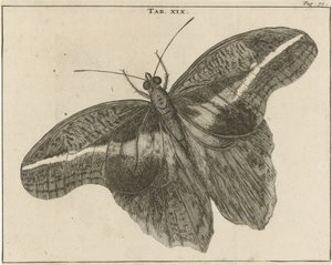 Papillon géant surinamien XIX - Jan Luyken