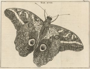 Papillon géant du Suriname XVIII - Jan Luyken